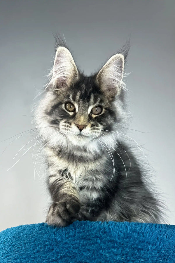 Bradley | maine coon kitten