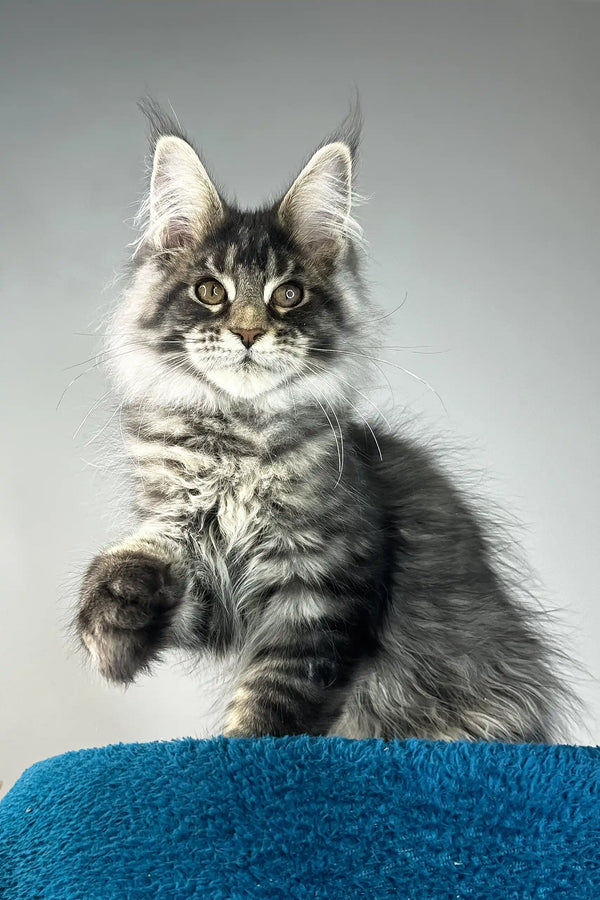 Bradley | maine coon kitten