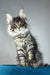 Bradley | maine coon kitten