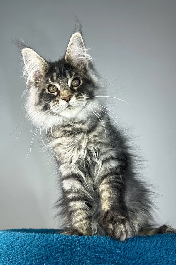 Bradley | maine coon kitten