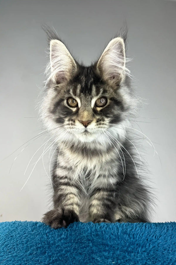 Bradley | maine coon kitten