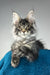 Bradley | maine coon kitten