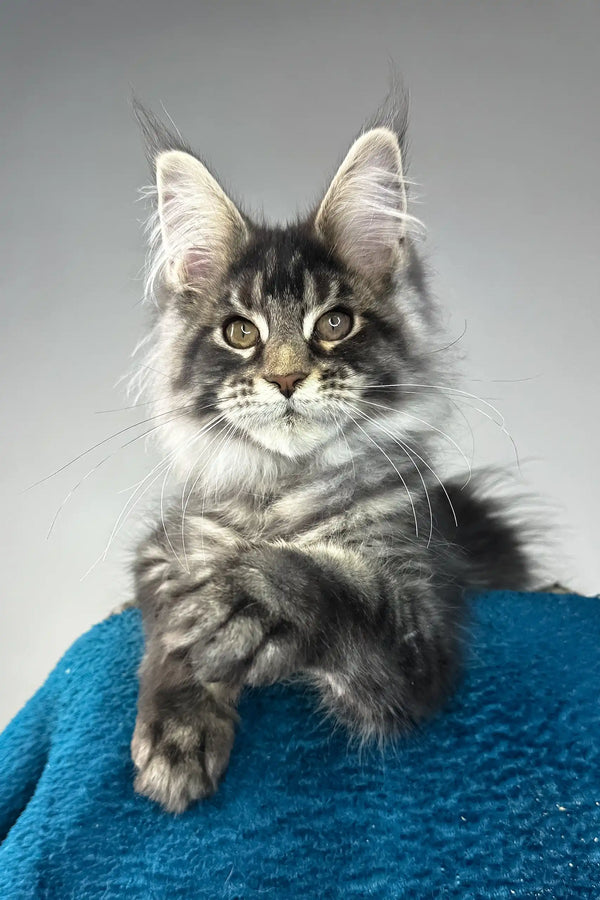 Bradley | maine coon kitten