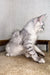 Gray and white striped Maine Coon kitten lounging on soft carpet