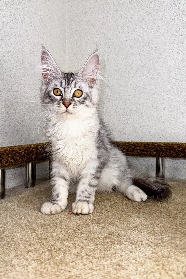 Gray and white tabby Maine Coon kitten sitting upright with big ears