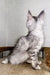 Gray and white Maine Coon kitten sitting upright, showing off its fluffy back