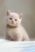 Cream-colored Scottish Straight kitten with blue eyes and a cute beaded collar