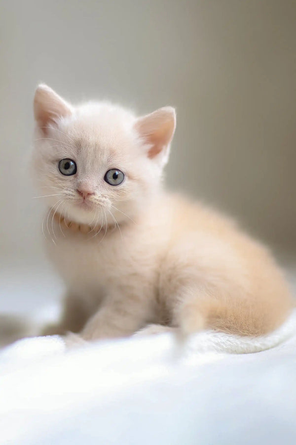 Cute light-orange Scottish Straight Kitten from Bramos ready for a new home