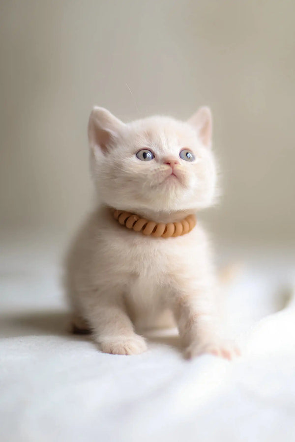 Adorable White Kitten with Braided Collar from Bramos Scottish Straight Kitten collection