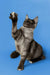 Gray Maine Coon kitten with paw raised against a blue backdrop, looking adorable