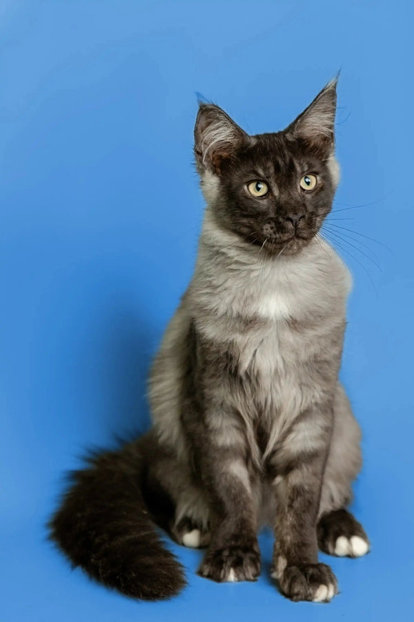 Siamese cat with blue eyes and dark points, perfect for the Maine Coon kitten lover