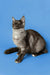 Gray and white Maine Coon kitten with alert ears against a blue background