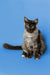 Gray and white Maine Coon kitten sitting upright, looking alert and playful