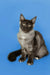 Siamese cat with dark points on a light body, perfect for Maine Coon kitten lovers