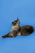 Gray and white Maine Coon kitten with fluffy tail against blue background