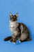 Gray and white Maine Coon kitten sitting upright with alert ears and bright eyes