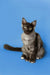 Gray and white Maine Coon kitten sitting upright with alert ears and bright eyes