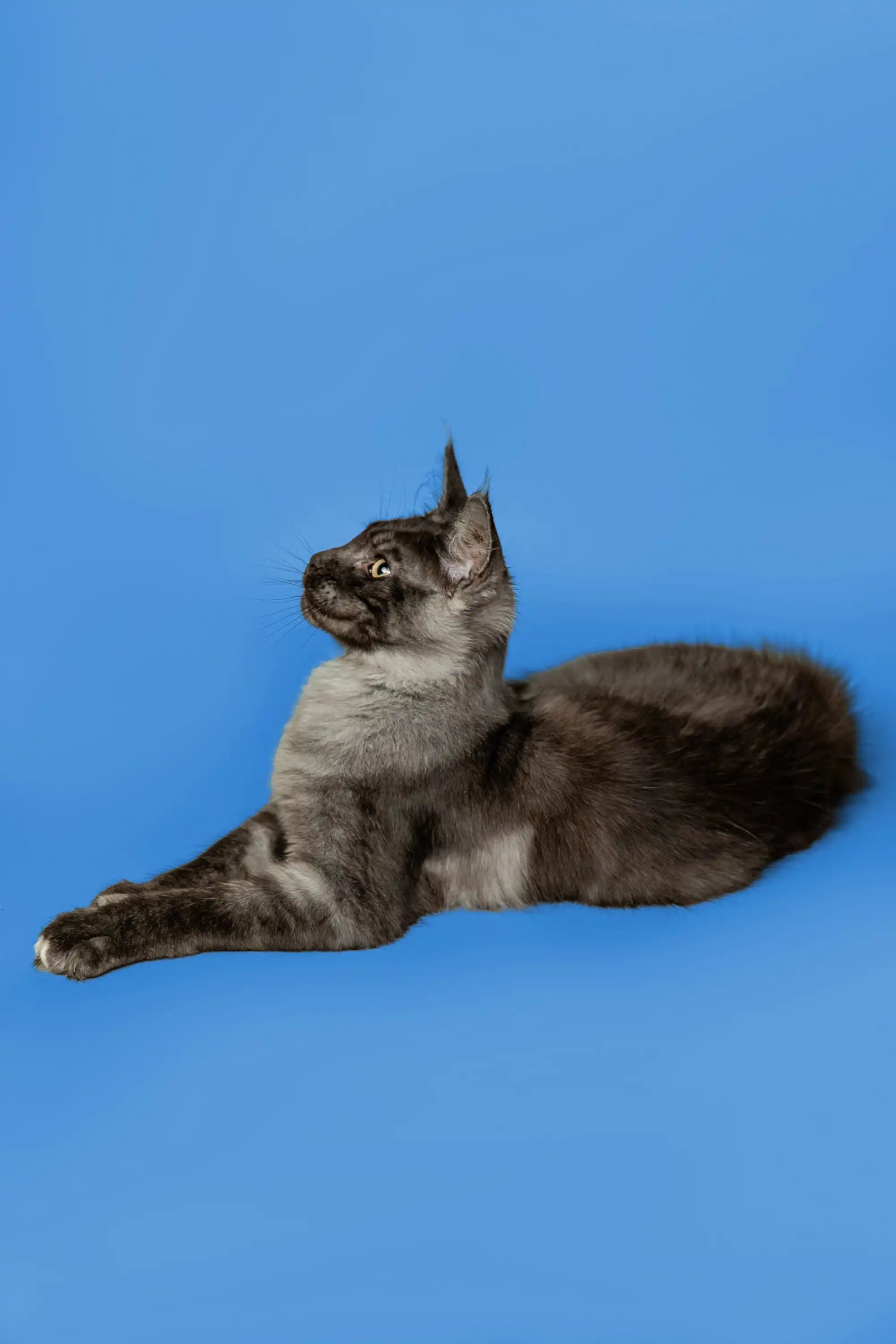 Maine Coon Kittens and Cats for Sale Brandon | Kitten