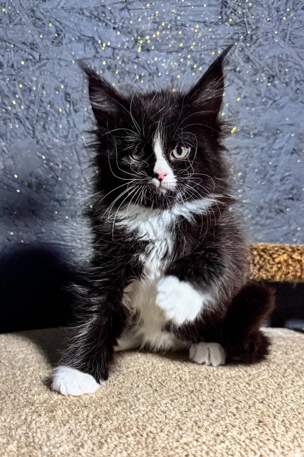 Cute black and white Maine Coon kitten named Brena in a playful pose