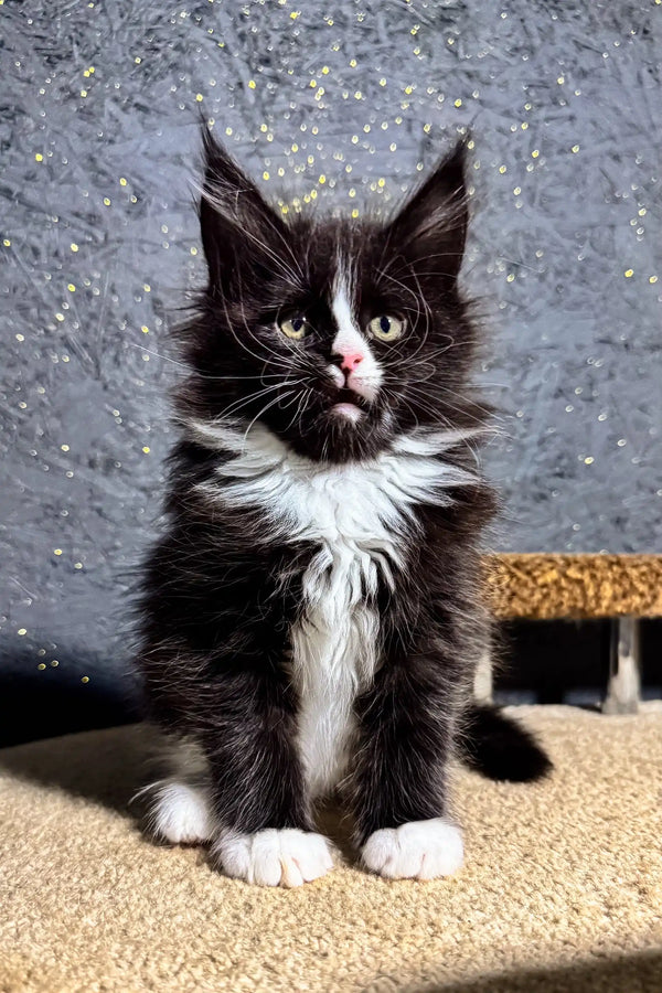 Black and white Maine Coon kitten Brena with cute tufted ears playing around