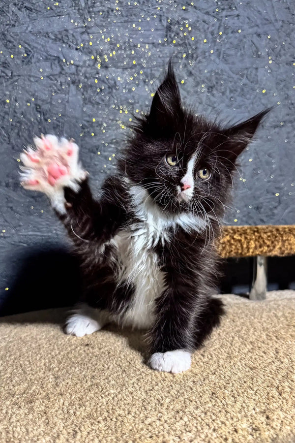 Playful black and white kitten from Brena, a lovely Maine Coon cutie