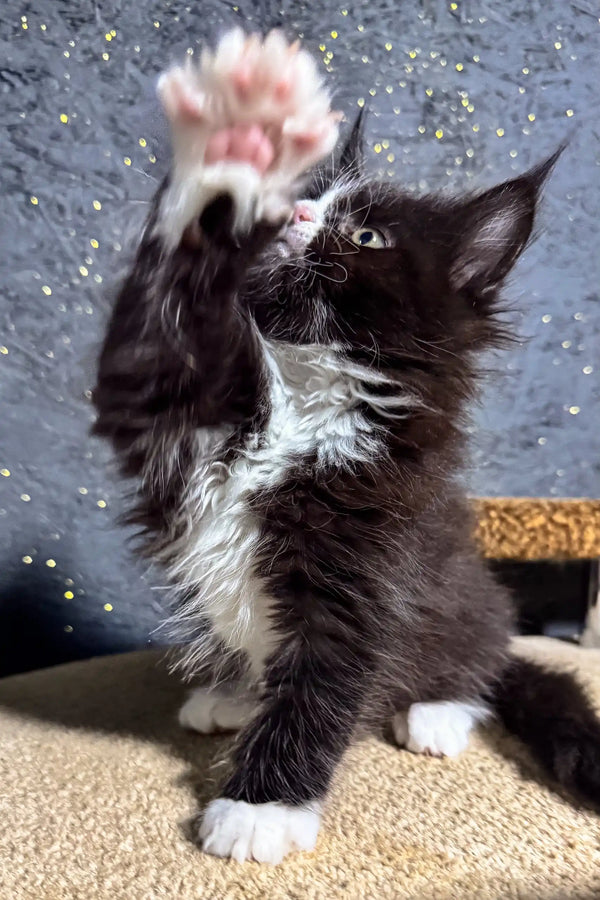 Playful black and white kitten named Brena, a Maine Coon cutie ready for fun