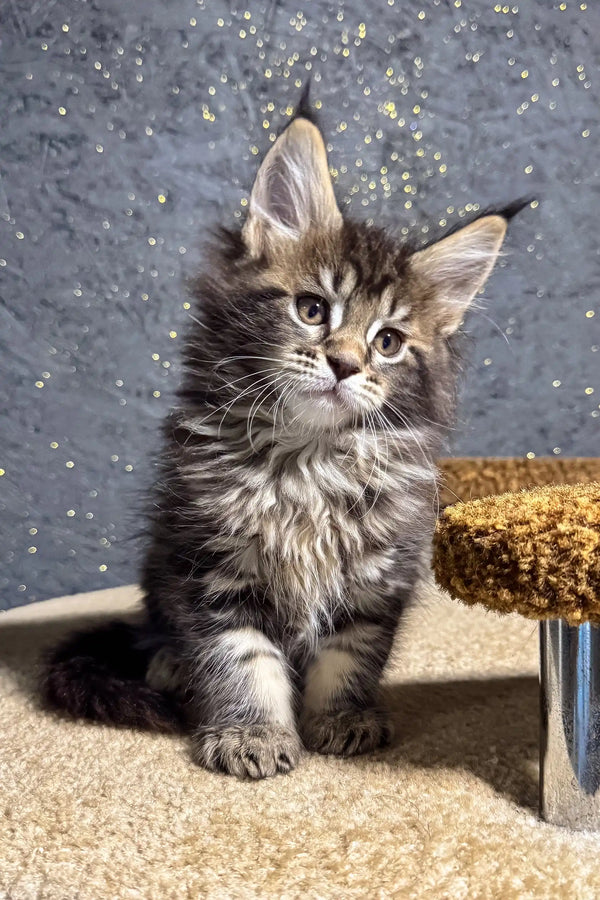 Fluffy tabby kitten with tufted ears, Brenda the adorable Maine Coon Kitten