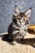 Brown tabby Maine Coon kitten named Brenda looking adorable and playful