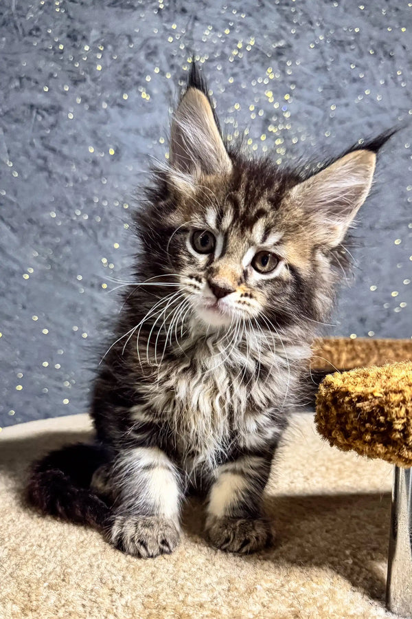 Fluffy tabby kitten showing off in the Brenda Maine Coon Kitten product