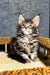 Fluffy tabby kitten Brenda, a playful Maine Coon cutie for pet lovers