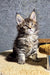 Striped Maine Coon kitten named Brenda, adorable and fluffy for your home