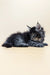 Fluffy gray and black Maine Coon kitten lying down, perfect for any cat lover