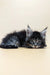 Fluffy gray and black Maine Coon kitten with wide eyes and pointed ears