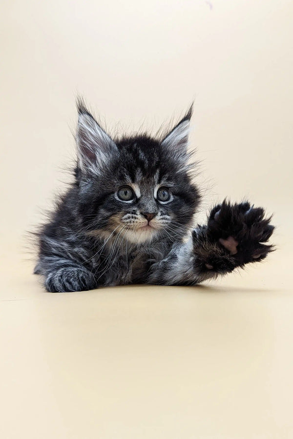 Fluffy gray tabby Maine Coon kitten with wide eyes and raised paw, super cute!