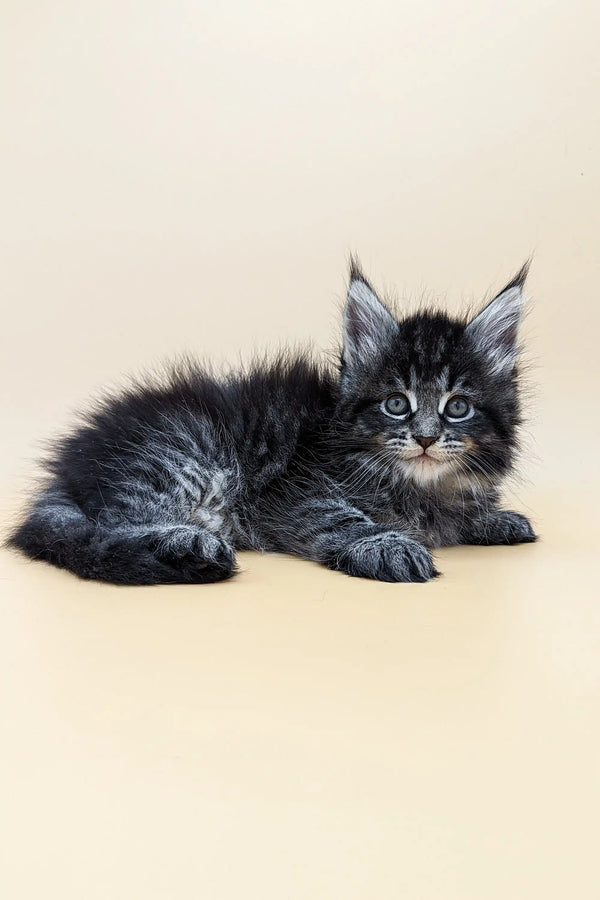 Fluffy Maine Coon kitten named Brendon with blue eyes and tufted ears