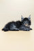 Fluffy gray Maine Coon kitten with adorable ear tufts, perfect for pet lovers