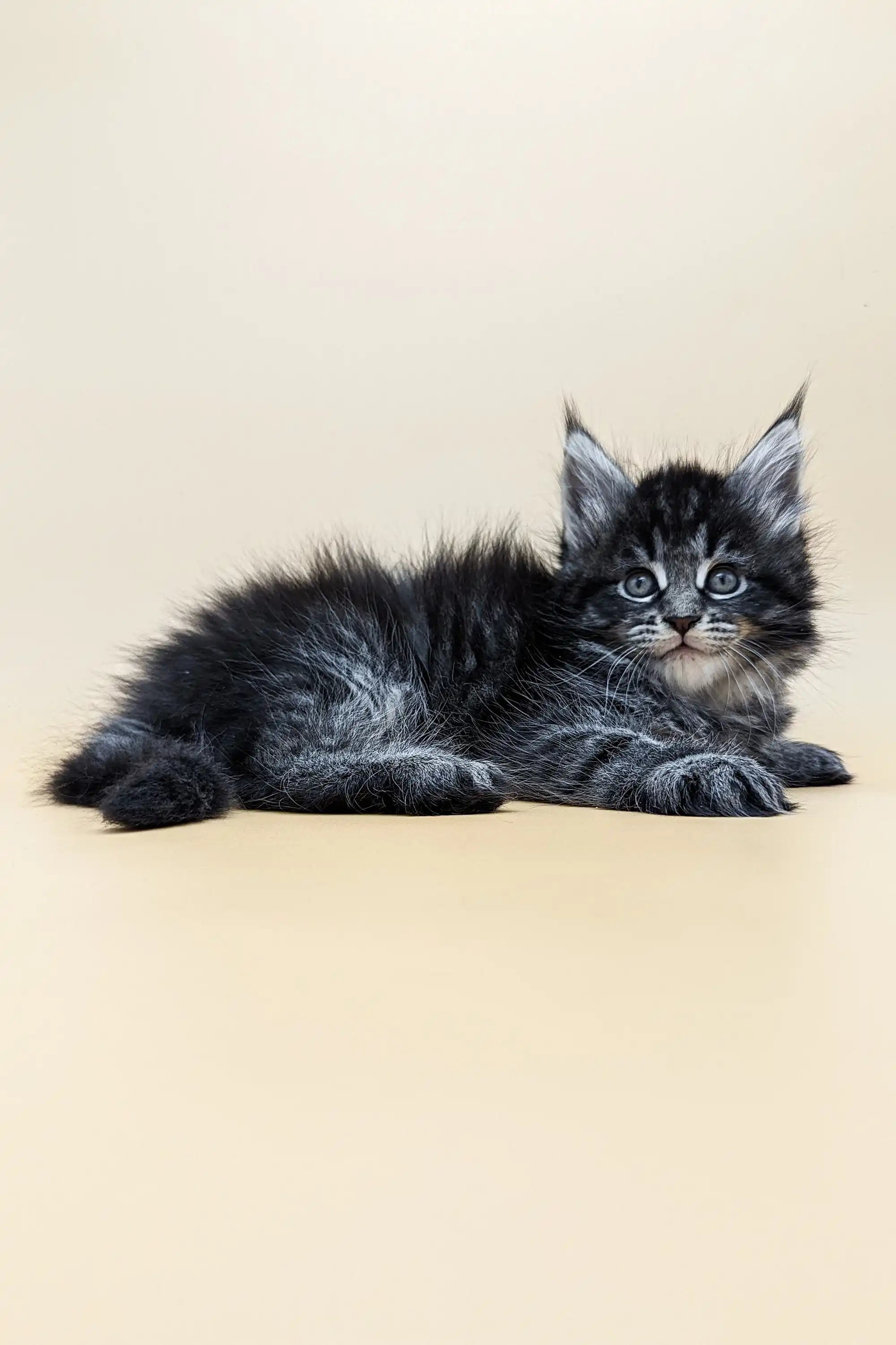 Maine Coon Kittens for Sale Brendon | Kitten