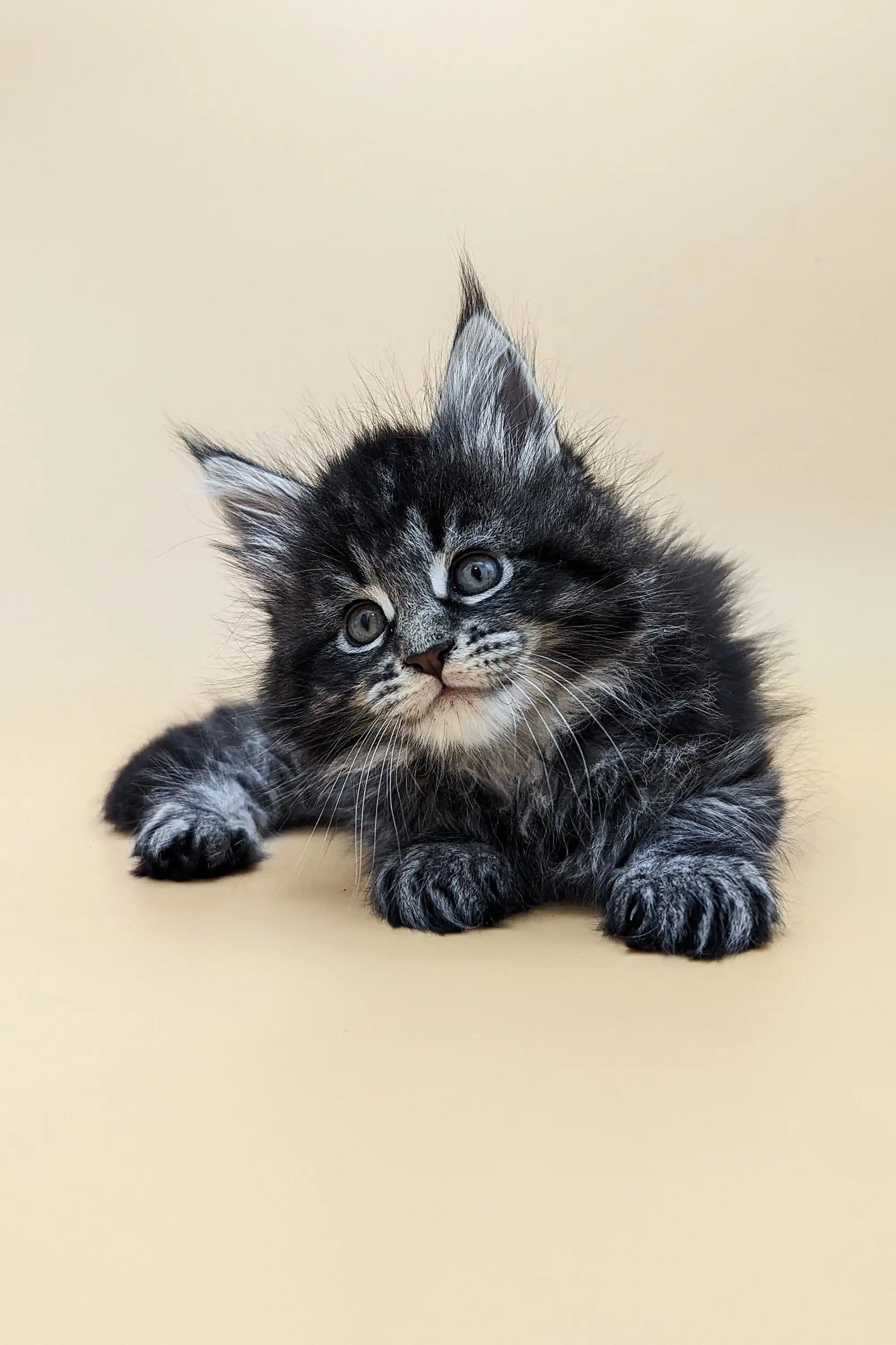 Maine Coon Kittens for Sale Brendon | Kitten