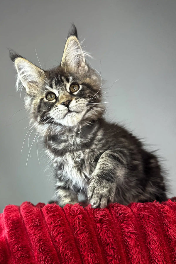 Bridget | maine coon kitten