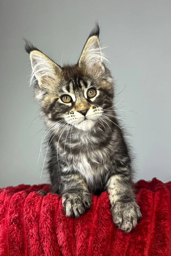 Bridget | maine coon kitten