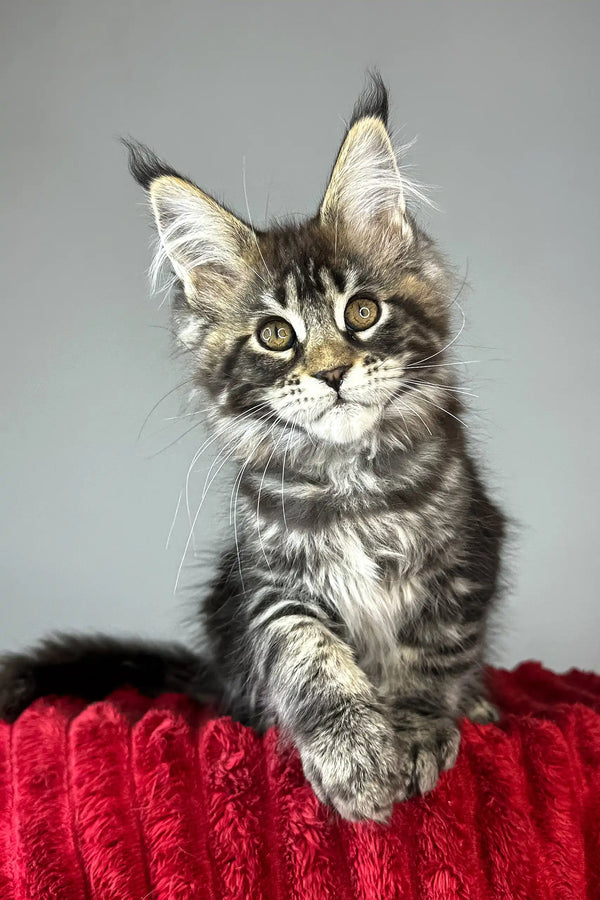Bridget | maine coon kitten