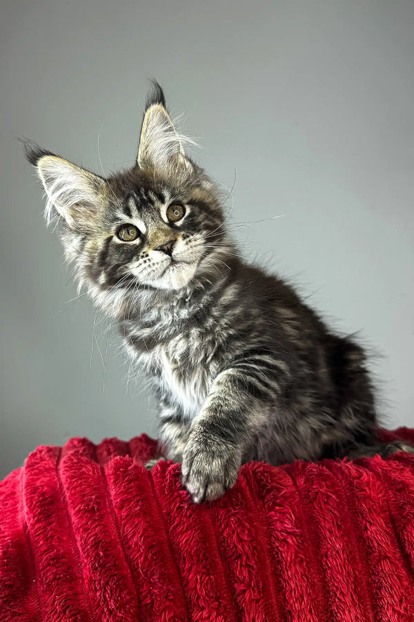 Bridget | maine coon kitten