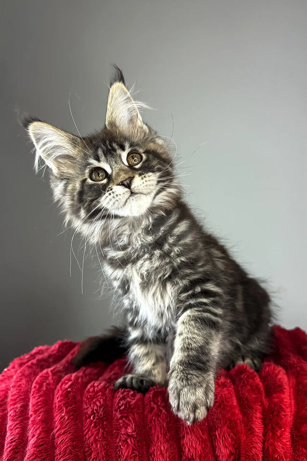 Bridget | maine coon kitten