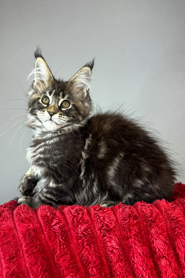Bridget | maine coon kitten