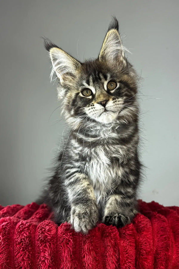 Bridget | maine coon kitten