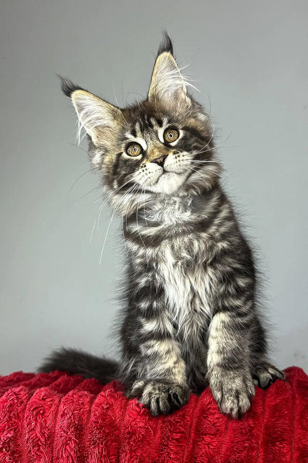 Bridget | maine coon kitten