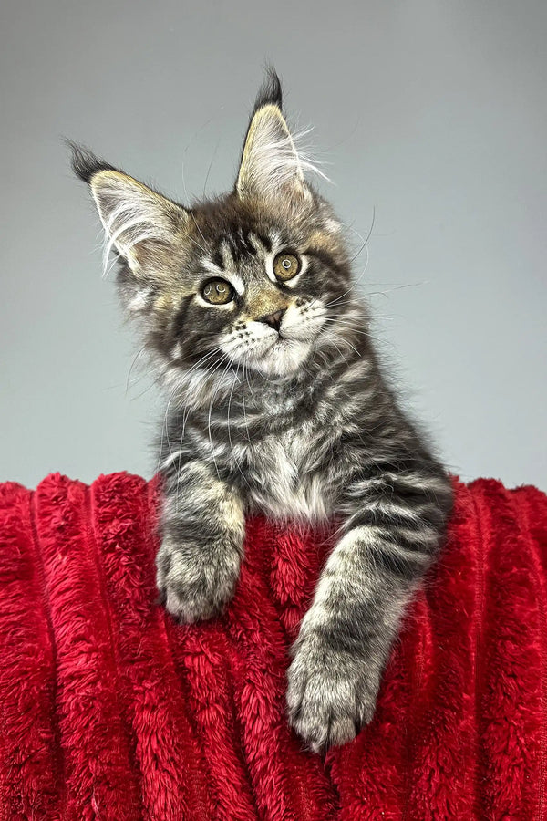 Bridget | maine coon kitten