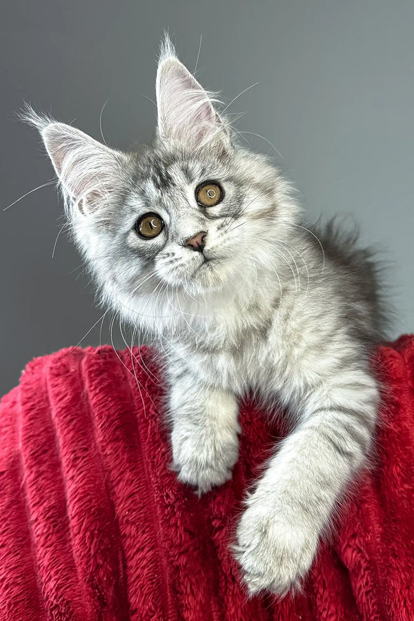 Brielle | maine coon kitten