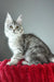 Brielle | maine coon kitten