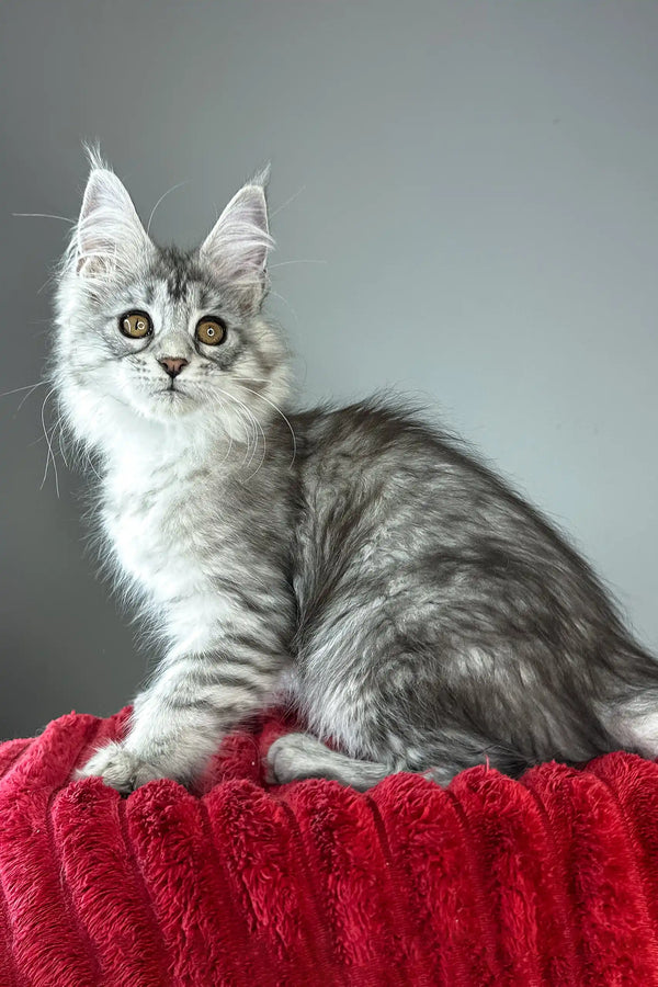 Brielle | maine coon kitten